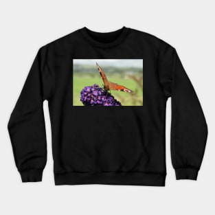 Peacock Butterfly Crewneck Sweatshirt